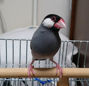 オスの美文鳥になったサチです