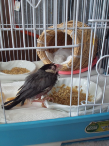 奥は普通の餌、手前はおかゆ