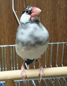 胸の部分の白が増えました