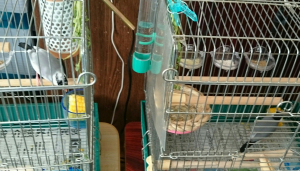 仲良くトウモロコシを食べる