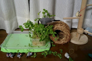 豆苗の盗み食い