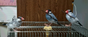 大きい文鳥にビビるチッチ