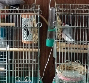 稗なんですけどね