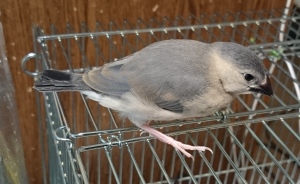 きょうのさっちゃん
