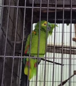 キビタイ？アオ？ボウシインコ