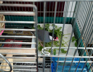 サチ君バク食い中