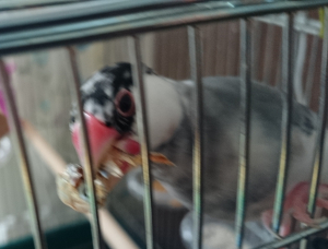 煮干しに興奮(ぶれてます)