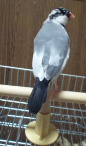 見返り美鳥、色っぽい？(半年の頃)