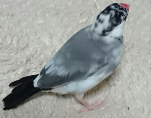 頭の後ろと首回りが白くなりました