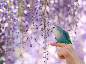 ルル＆藤の花&#9829;