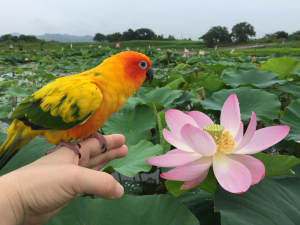 キキと蓮、どっちが綺麗！？