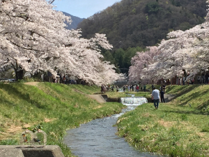 ウロ君.ズー子&桜の花&#127800;