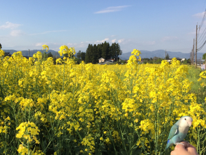 ルル&菜の花&#127804;