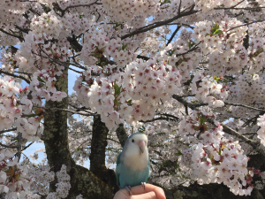 ルル&桜の花&#127800;