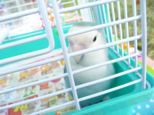 ピクニック、また行こうね〜