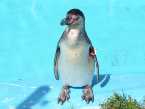 ペンギンも鳥類？