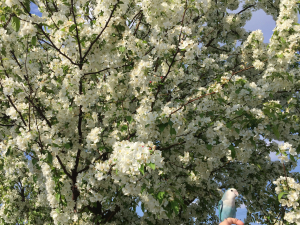 ルル&林檎の花&#128150;