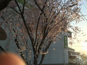 帰宅路で桜が満開でした♪