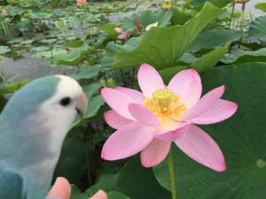 ルル、蓮にうっとりの巻&#9829;