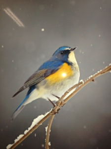 野鳥さん