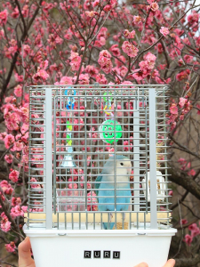 これがハートフルきゃりーです。