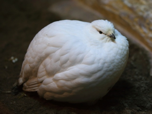 モフモフしたぁ〜い&#9829;