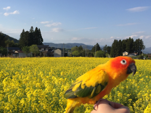 キキ嬢&菜の花&#127804;