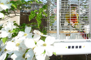 ポポ＆花水木&#9829;