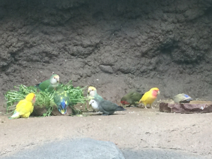 仙台うみの杜水族館のコザ軍団&#9829;