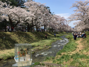 ポポ&桜の花&#127800;