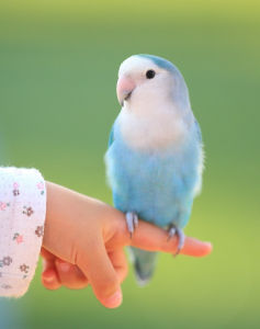 公園で子供の手に乗るルル