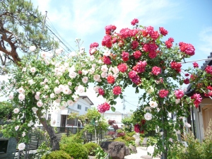 毎年、綺麗に咲きます&#9829;