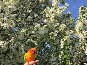 キキ嬢&林檎の花&#128150;