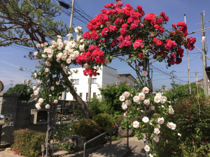 今年も咲いたよぉー！！