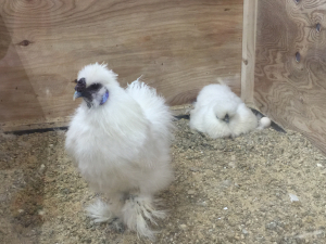 ジルバさん、この鳥何だぁ〜（＾＾）