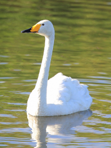 帰らなかった白鳥