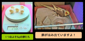 大人しく抱卵・・でもはみ出てる