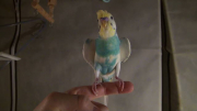 わきわきが特技の甘えん坊セキセイ♂