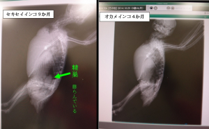 我が家のセキセイ君とオカメちゃん