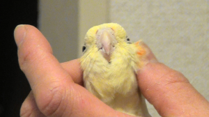 うちのオカメちゃんは、夫にべったりです♪