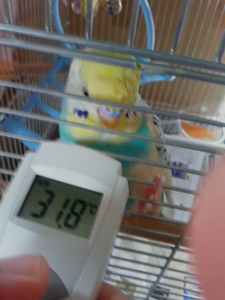 鳥さんの体表面は３１℃位かな