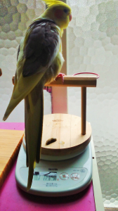 お昼のため糞！初めて見ました！