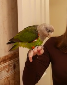 気になる鳥さん　可愛いですね