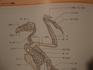 鳥の骨格。でもタカのイラストしかなくて
