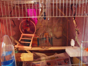 空っぽのミニ鳥かごの様子