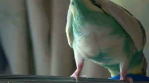 ふわふわのお尻です　1歳3ヶ月の頃