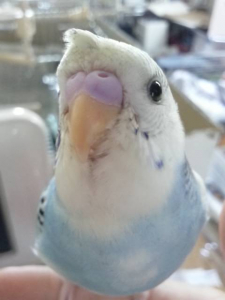 ３ヶ月くらいの時のチョビ梵天