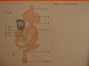 ハトの消化器系の模式図