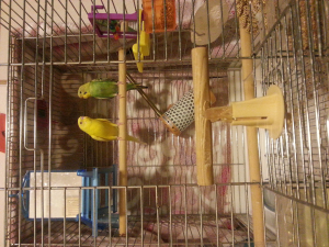 インコちゃん(о´∀`о)ノ