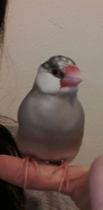 ふとっちょ。